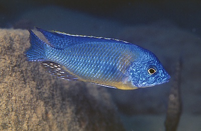 Protomelas sp. 'steveni imperial' Cobwe